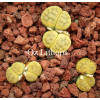 Shagreen - plant